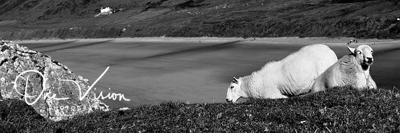 Walsh sheep
