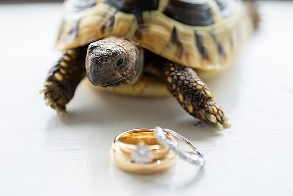 Plas Y Rhosyn Wedding Photography