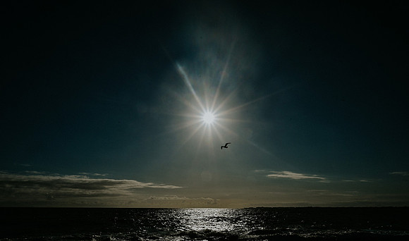 Sun and Bird
