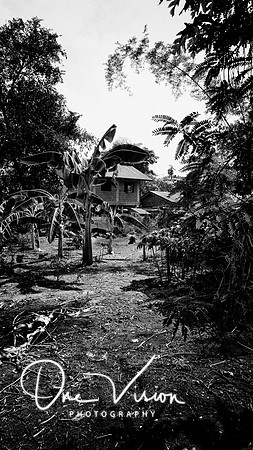 Tree Philippines